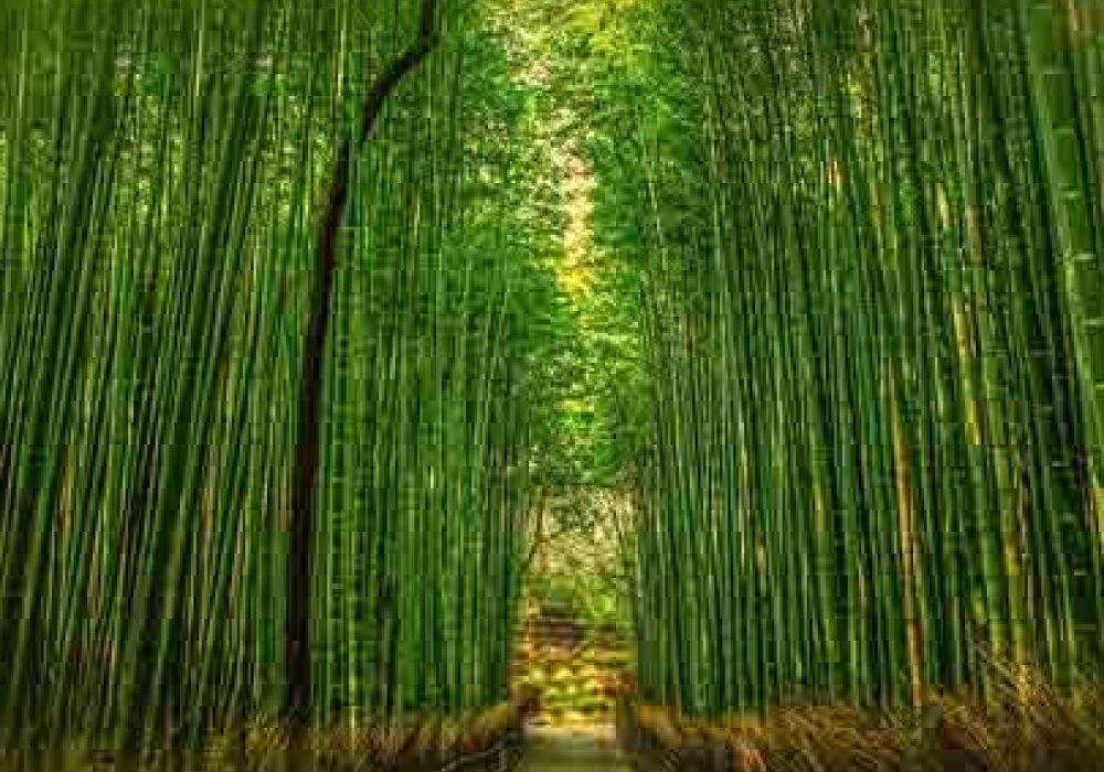 bamboonew-min-1000x1000_c[1]