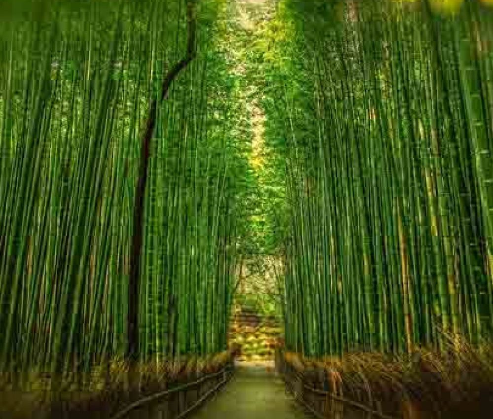 bamboonew-min-1000x1000_c[1]