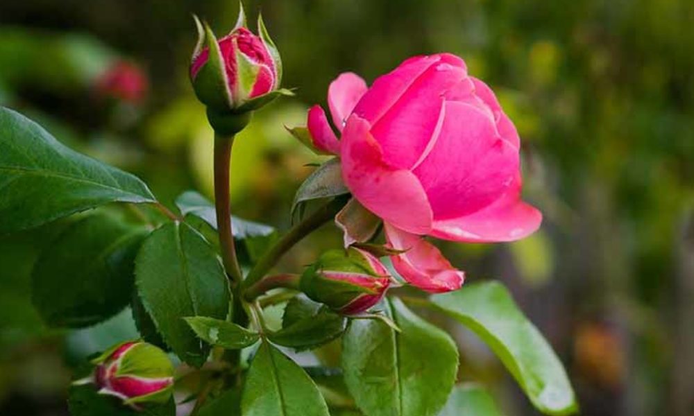 best11-1000x1000_c[1]