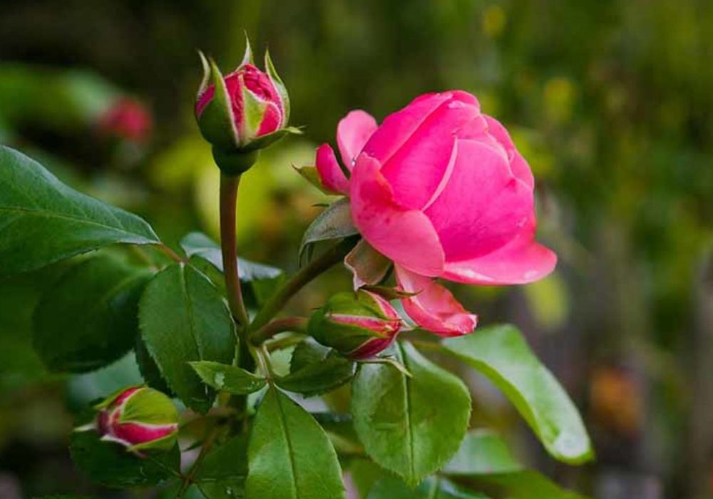 best11-1000x1000_c[1]