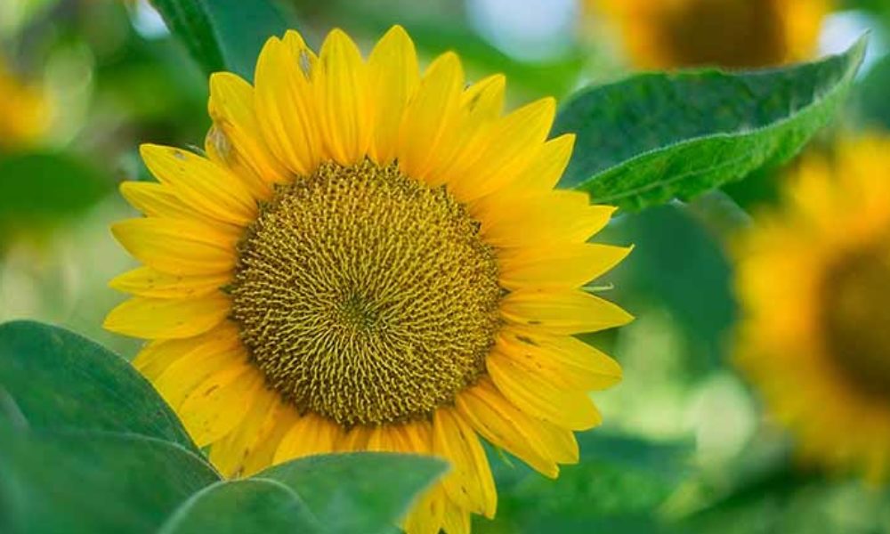 best3-1000x1000_c[1]