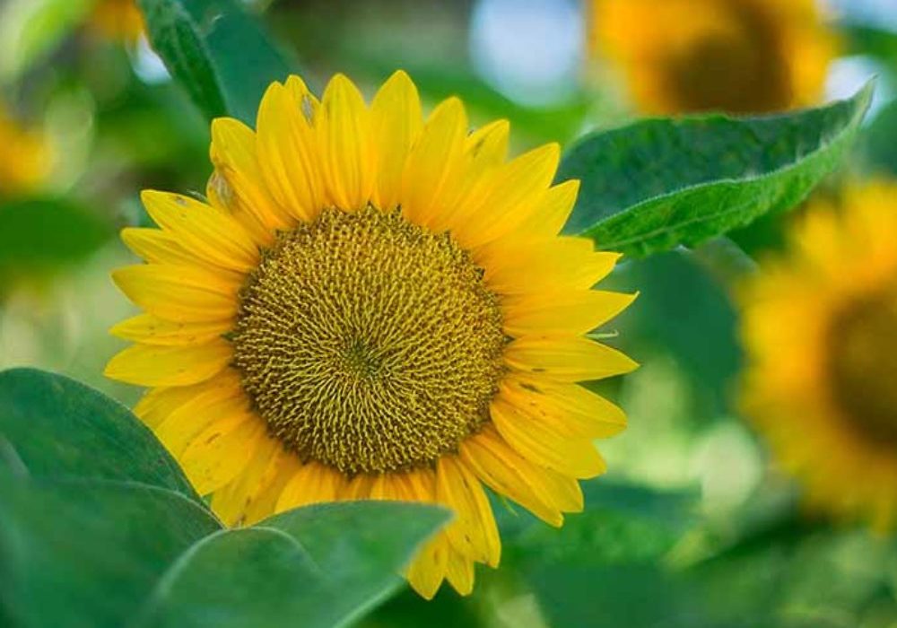 best3-1000x1000_c[1]