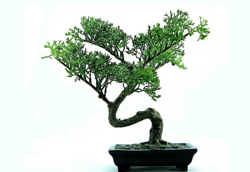 bonsai2