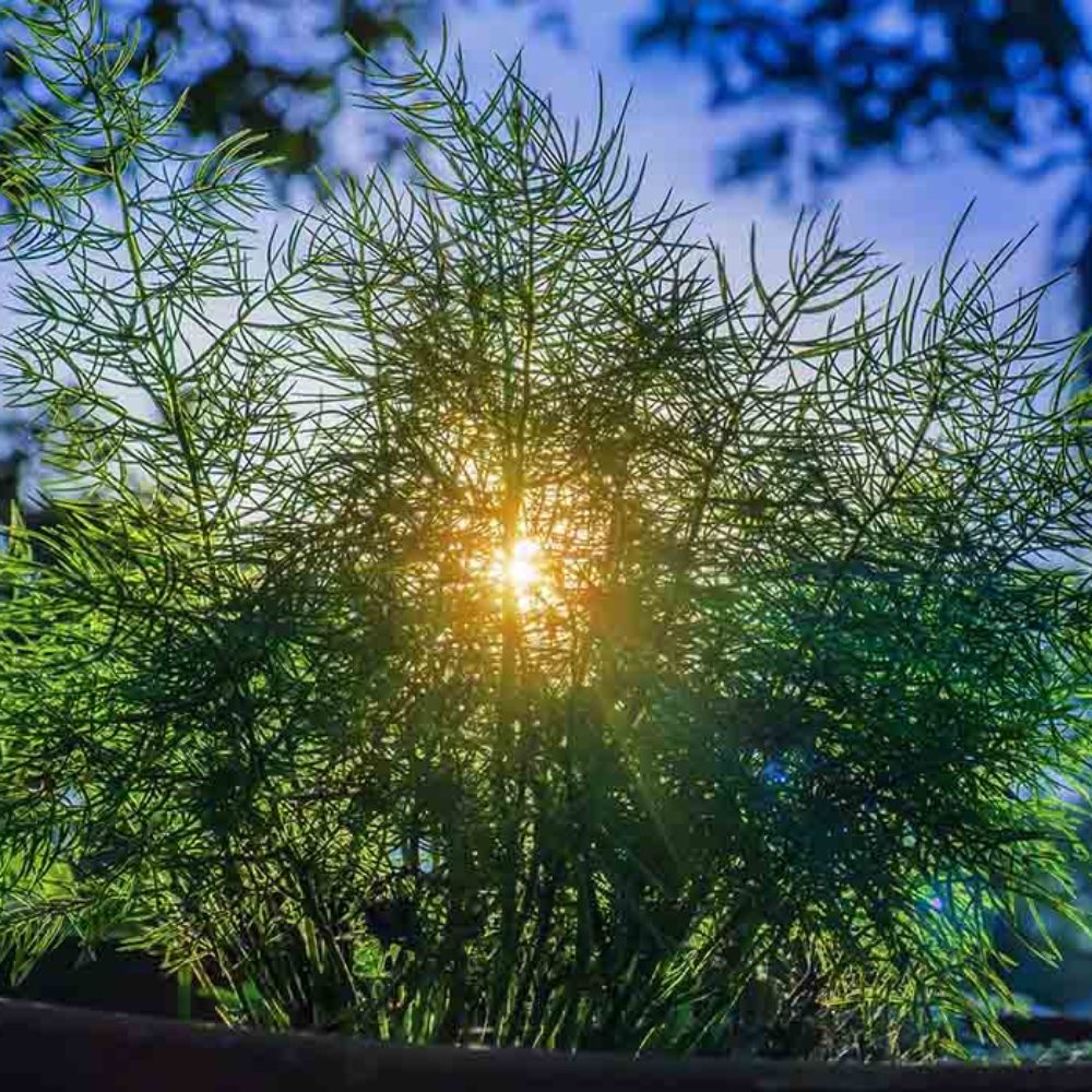 bush1-1000x1000_c[1]