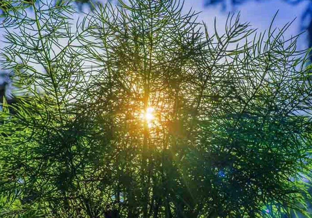 bush1-1000x1000_c[1]