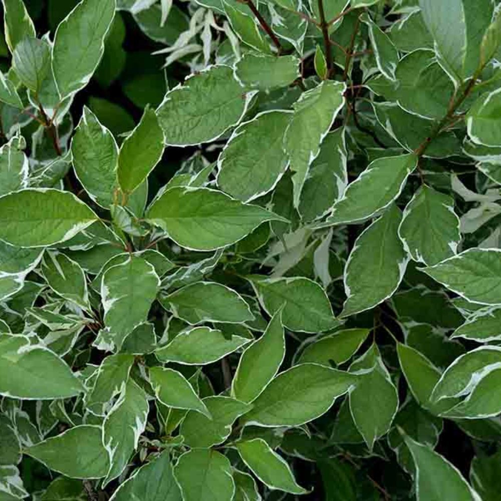 bush2-1000x1000_c[1]