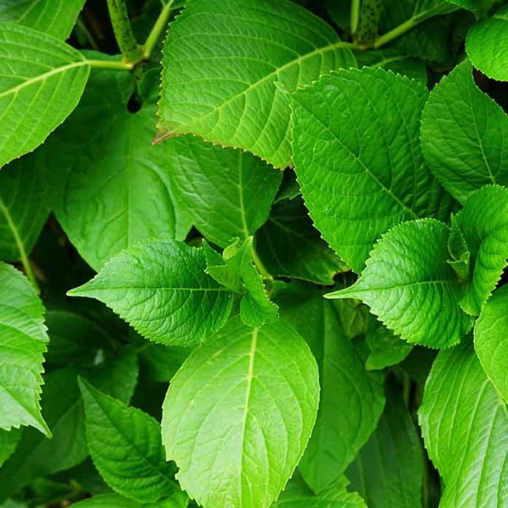 bush3-1000x1000_c[1]