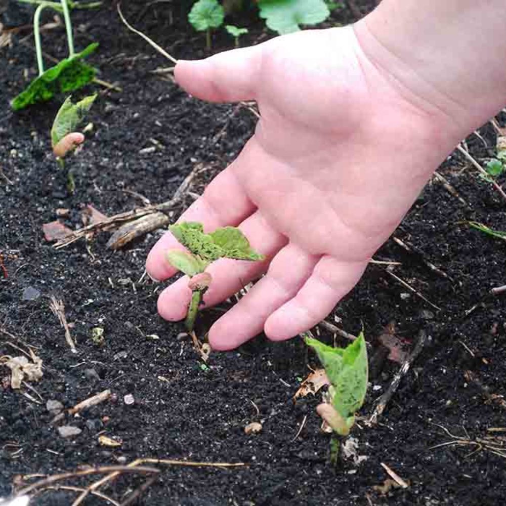 furtilizer2-1000x1000_c[1]