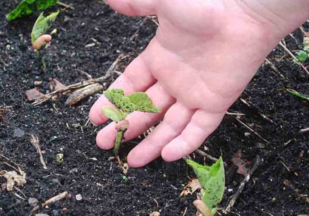 furtilizer2-1000x1000_c[1]