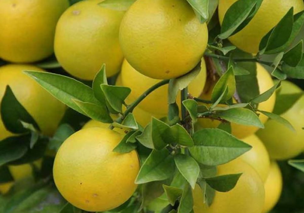 grapefruit-600×600[1]