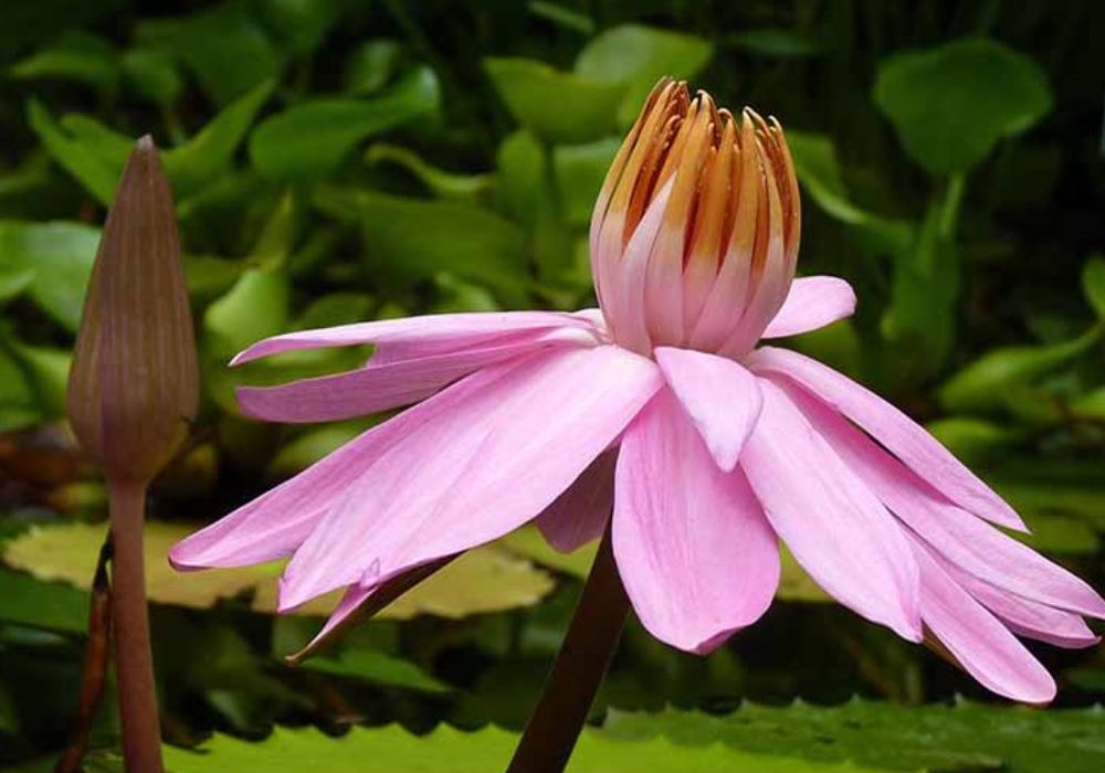 pink-lily-1000x1000_c[1]