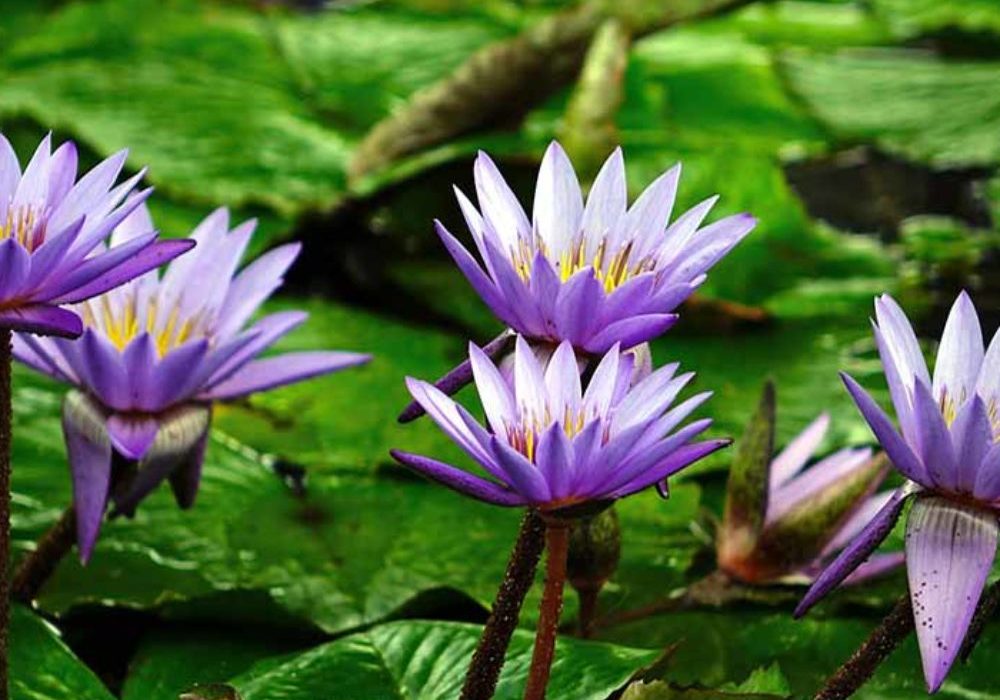 water-lily-1000x1000_c[1]