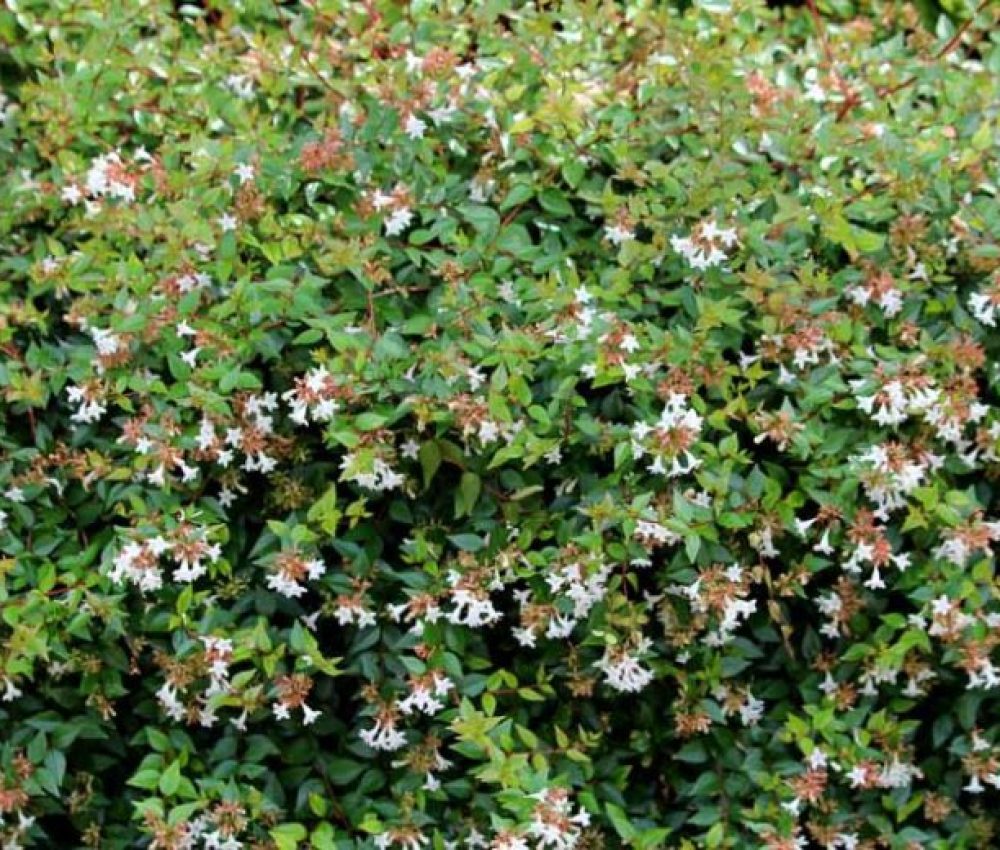 Abelia Full shurb