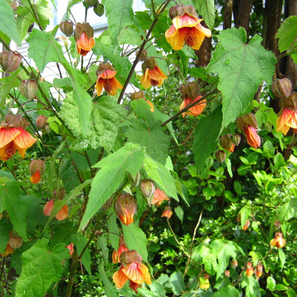 Abutilon ‘Apricot’ – Close-up