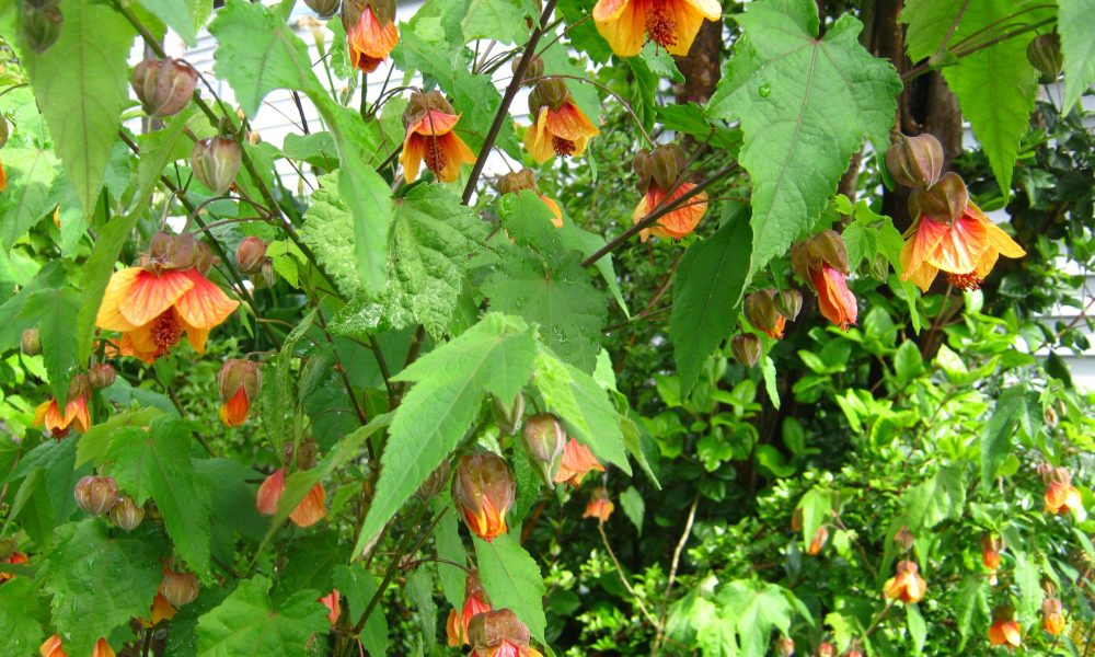 Abutilon ‘Apricot’ – Close-up