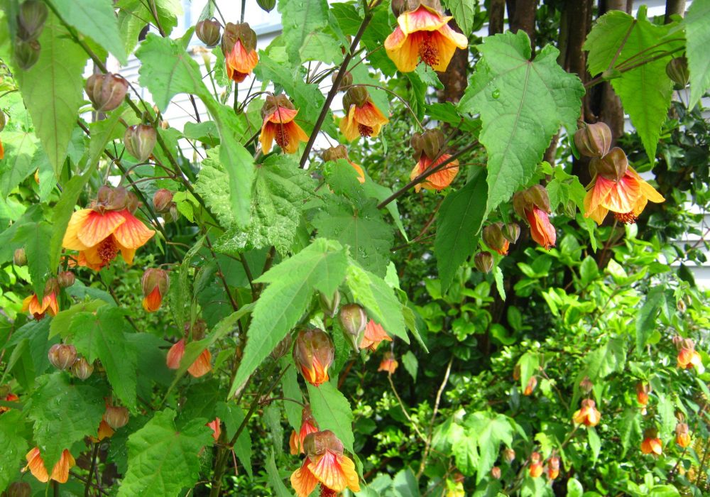 Abutilon ‘Apricot’ – Close-up