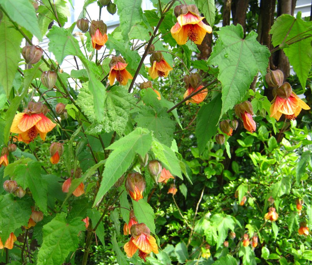 Abutilon ‘Apricot’ – Close-up